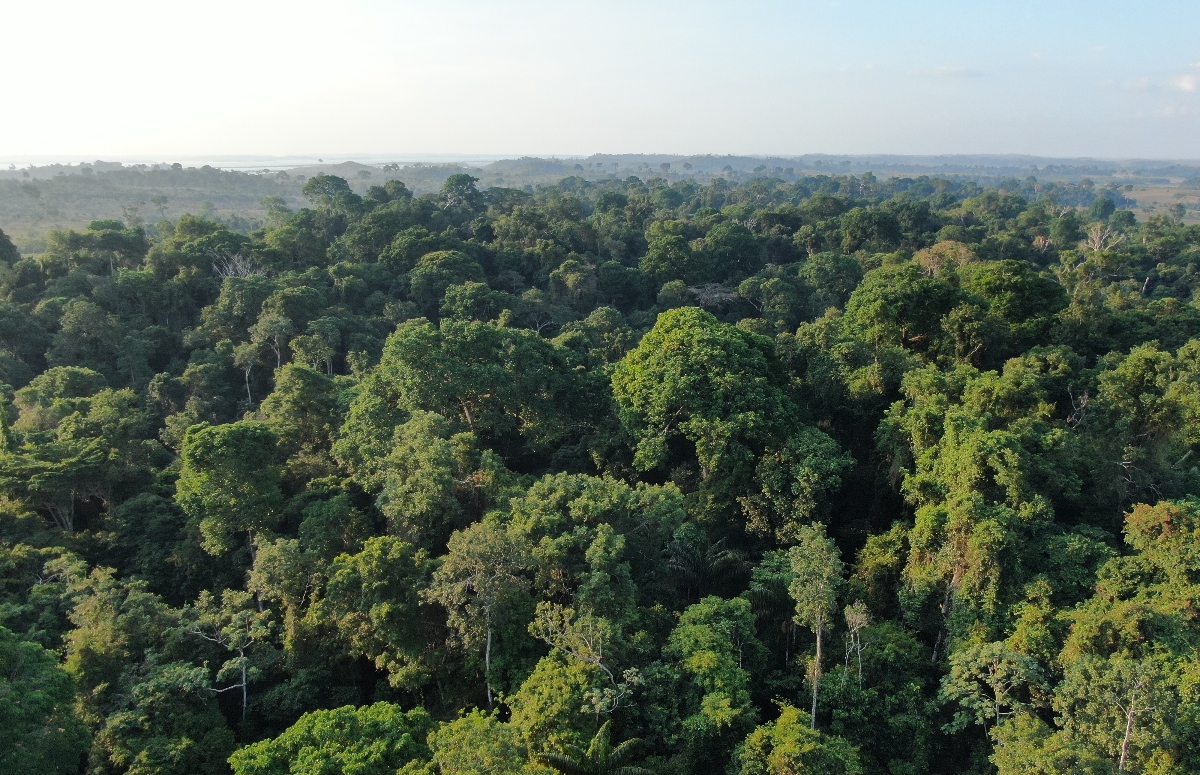 Altas temperaturas e secas severas afetam regiões preservadas da floresta amazônica